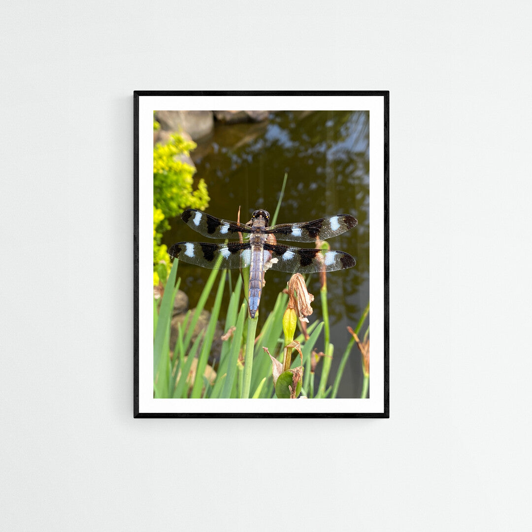 Dragonfly Print, Wildlife Series, Close Up Nature Photography