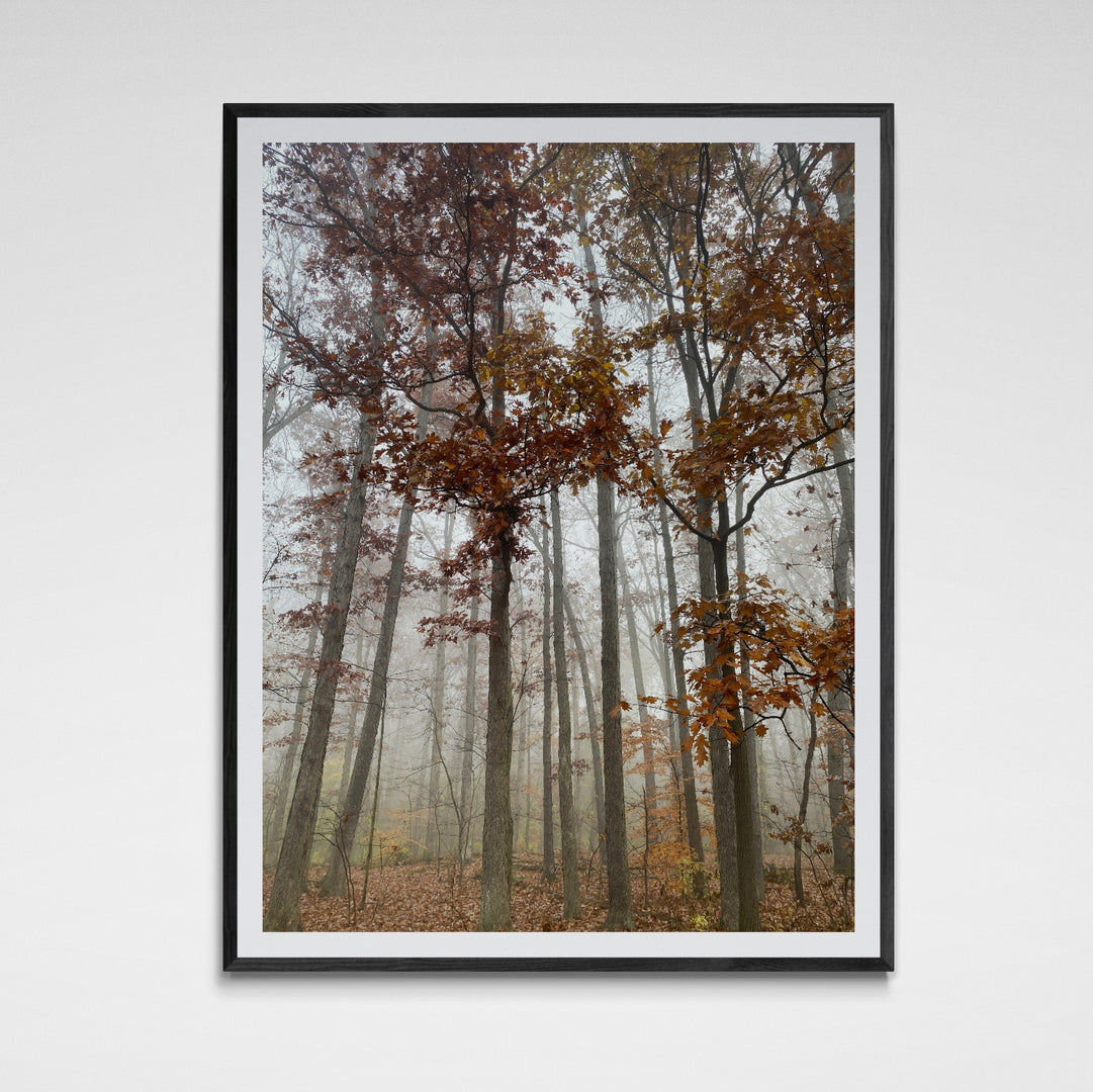Tall Trees in the Misty Fog, Photographic Print