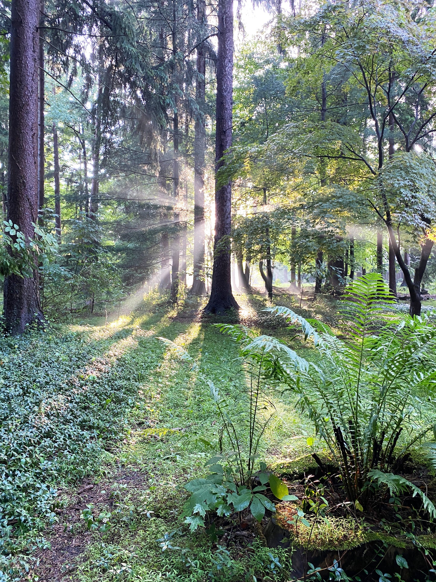 Sunbeams in the Forest Photograph, Nature Photography