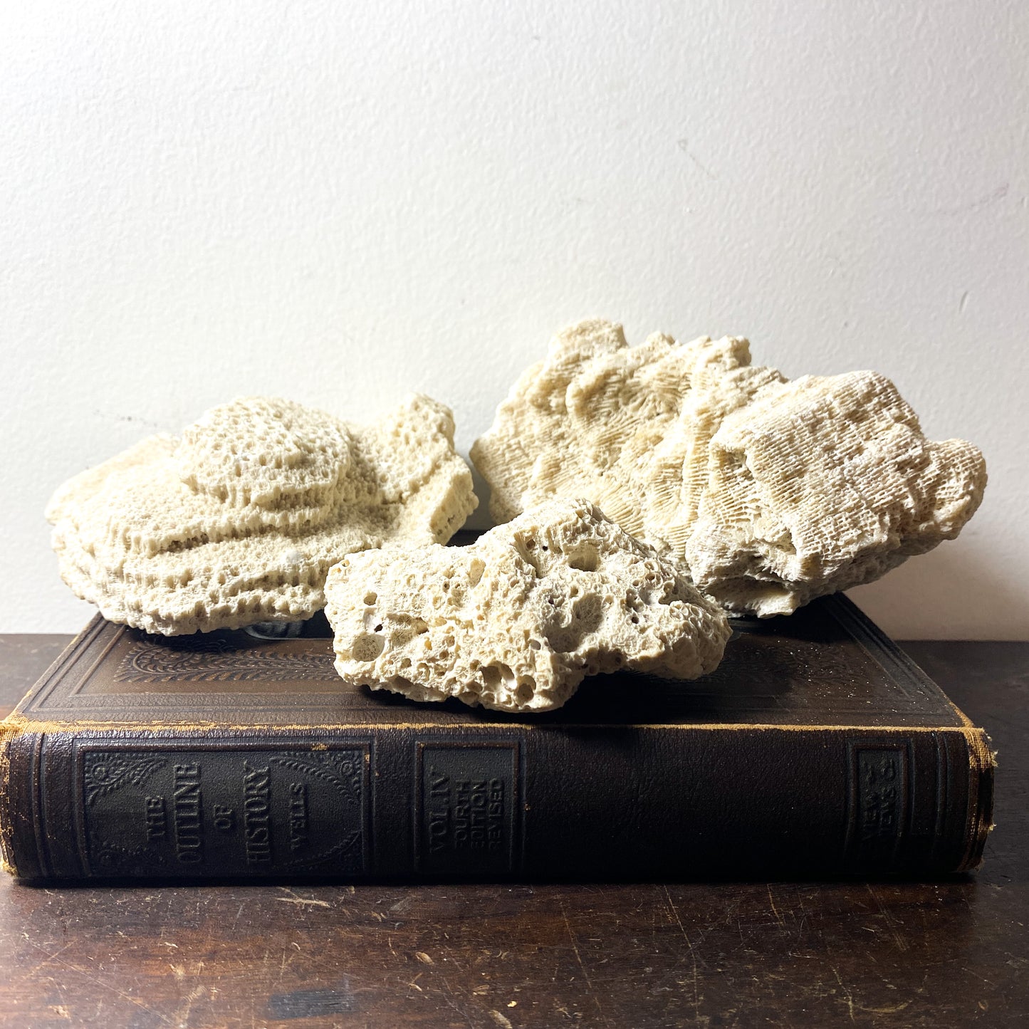 Vintage Coral Specimens, Natural History Curiosity Decorative Objects