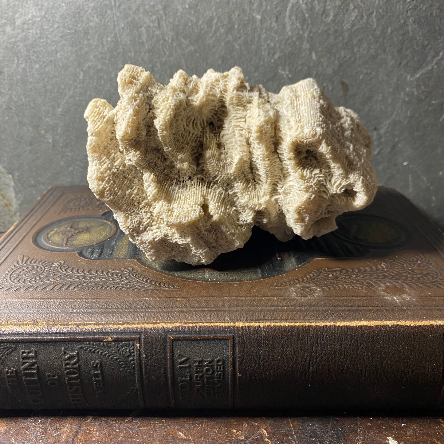 Vintage Coral Specimens, Natural History Curiosity Decorative Objects