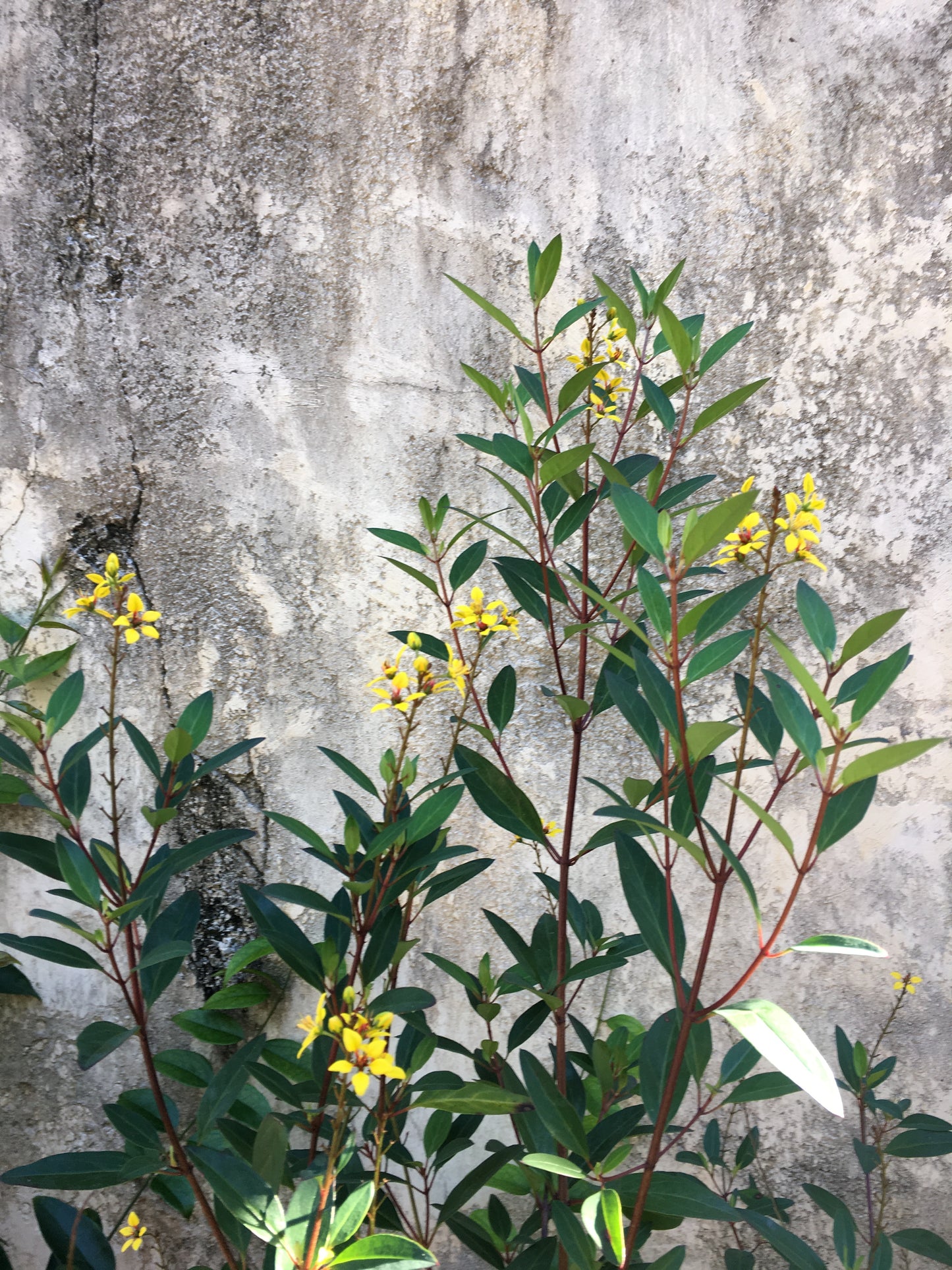 Climbing Yellow Flowers Print, Nature Photography, Botanical Gallery Wall Art