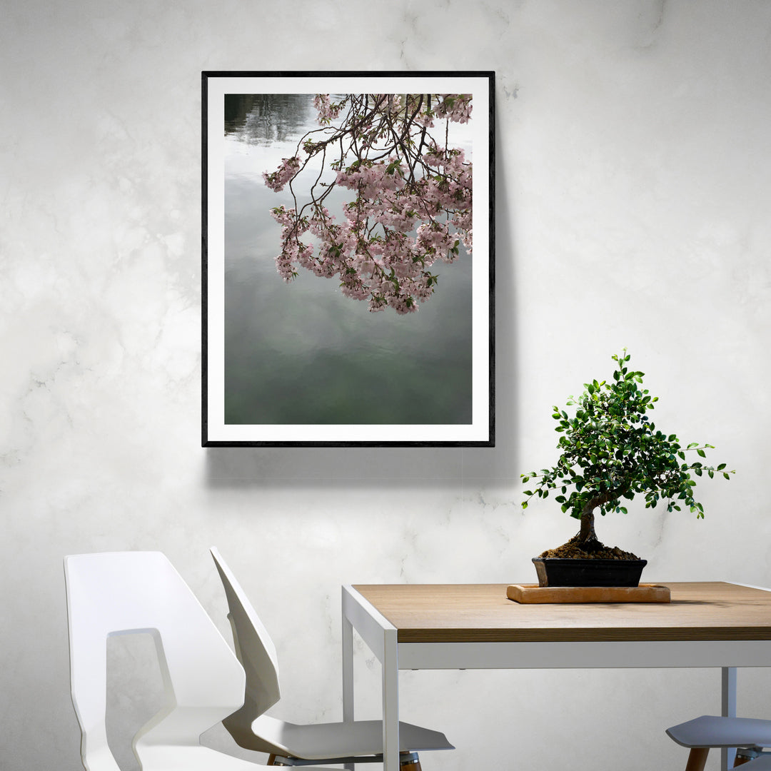 Cherry Blossom Print, Original Archival Quality Photograph, Wall Art