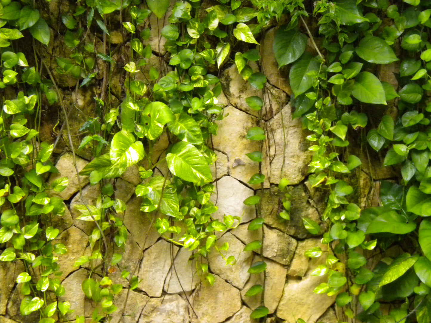 Falling Vines Print, Nature Gallery Wall Photo, Tropical Photography