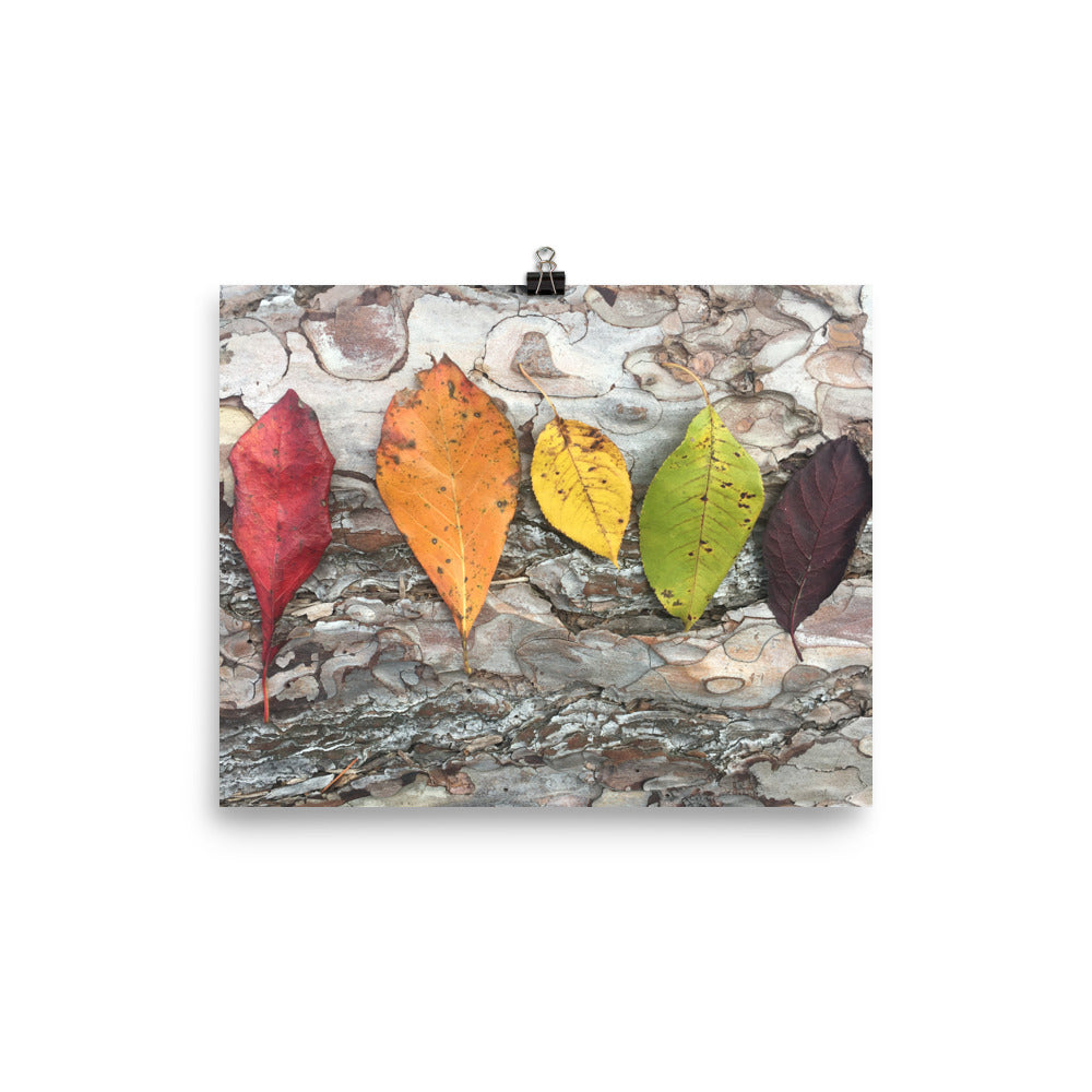 Rainbow Leaves, Nature Photo Print, Fall Wall Art