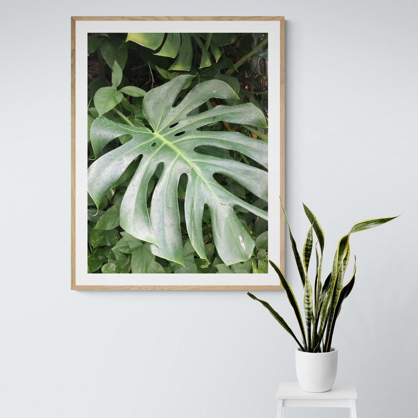 Monstera Photo, Original Tropical Plant Print, Nature Photography