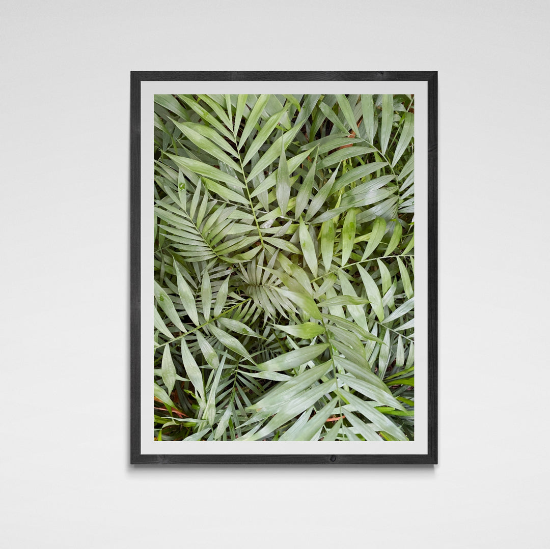 Palm Fronds Print, Nature Photography Wall Art