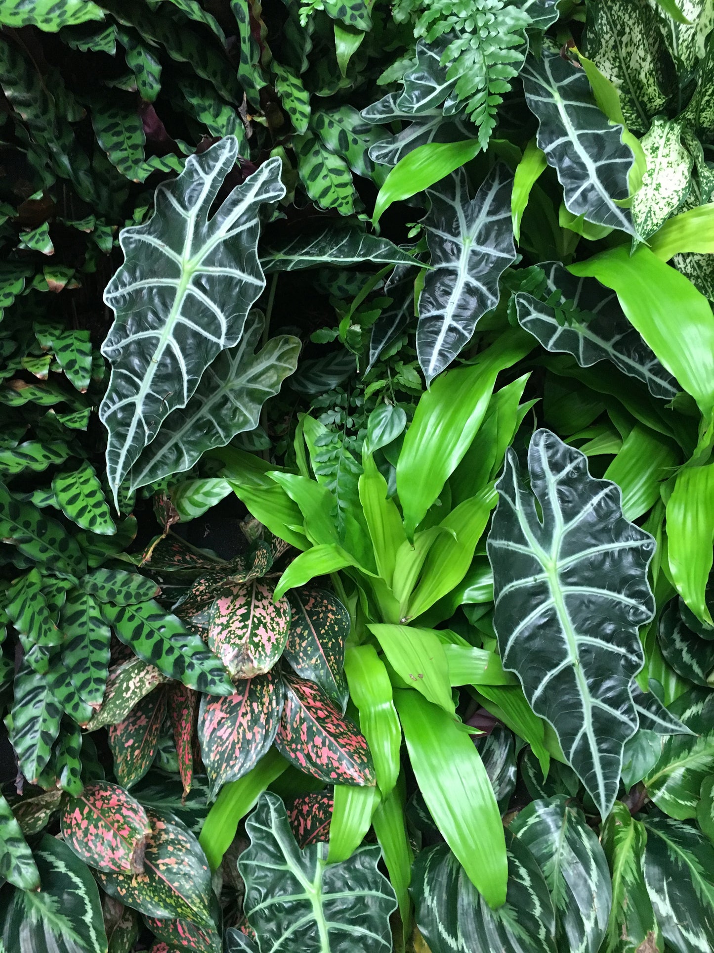 "Bring the Outdoors Inside", Plant Wall Photography, Tropical Greenery, Bohemian Style